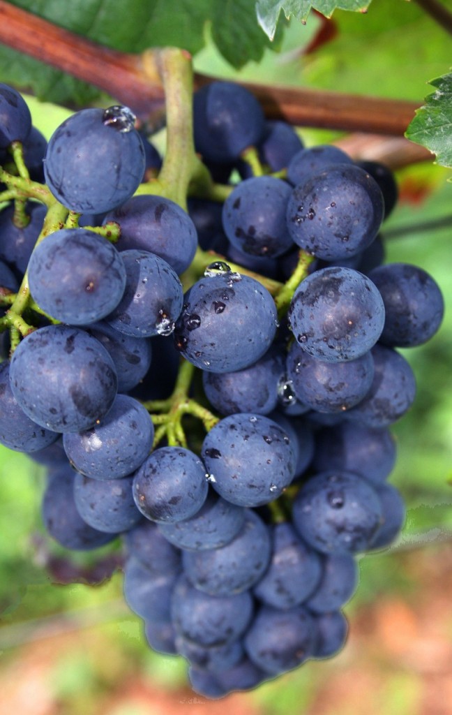 blue-grapes-439302_1280